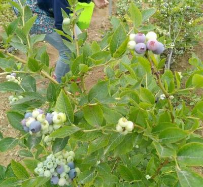 南北皆宜的蓝莓种植指南 蓝丰蓝莓树苗价格与盆栽技巧