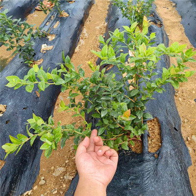 蓝莓苗选购指南 品种选择与价格解析