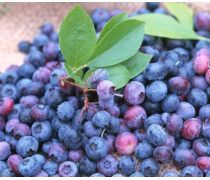 蓝莓苗选购与种植指南