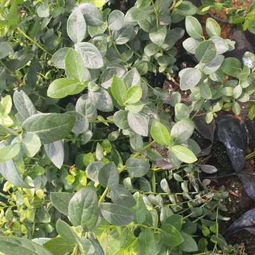 安徽都克蓝莓苗基地 专业批发优质蓝莓苗，助力产业发展