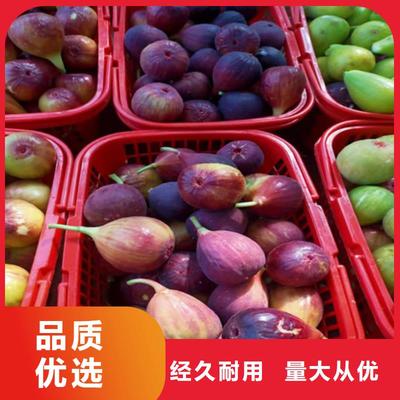 无花果与蓝莓苗工厂采购指南