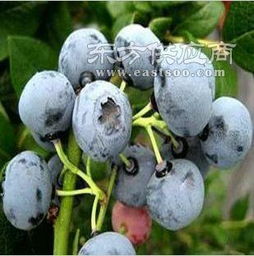 蓝莓苗选购指南——从季风园艺场的视角
