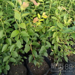 北陆蓝莓苗盆栽蓝莓苗介绍