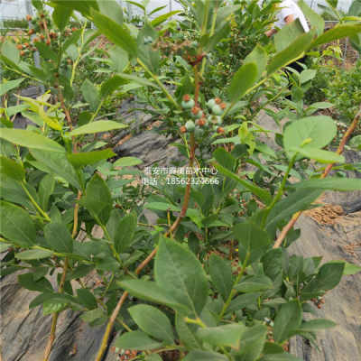 蓝金蓝莓苗品种介绍与栽培技术