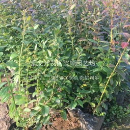 蓝莓苗价格解析 内江一年生蓝莓苗的市场行情与购买指南