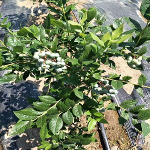两年挂果蓝莓苗 米经3公分兔眼蓝莓苗的种植优势与管理