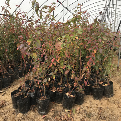 南高丛蓝莓苗价格与基地选择指南