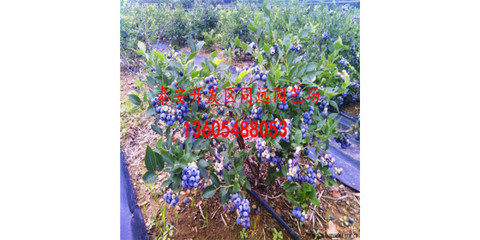 蓝莓苗的价格与结果周期详解