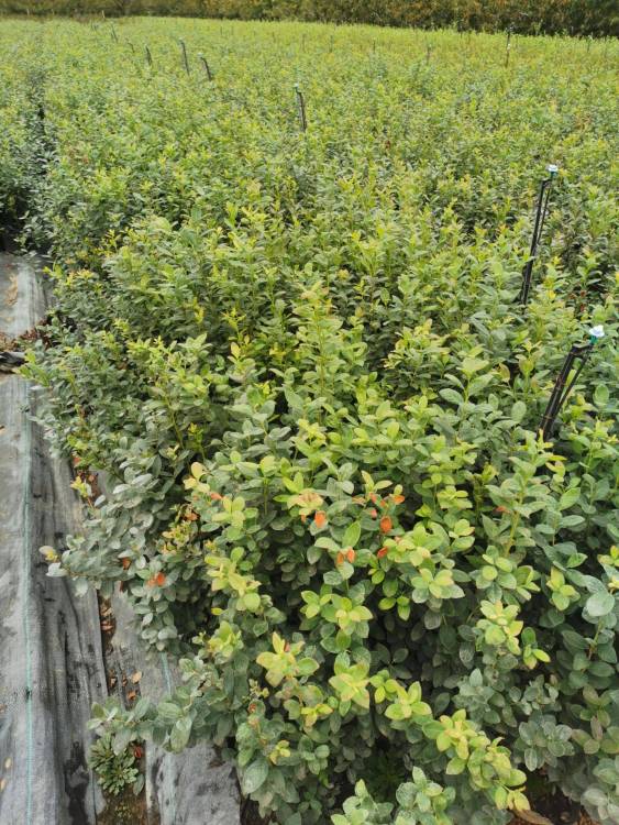 蓝金蓝莓苗 山东爱科基地品种介绍与选购指南