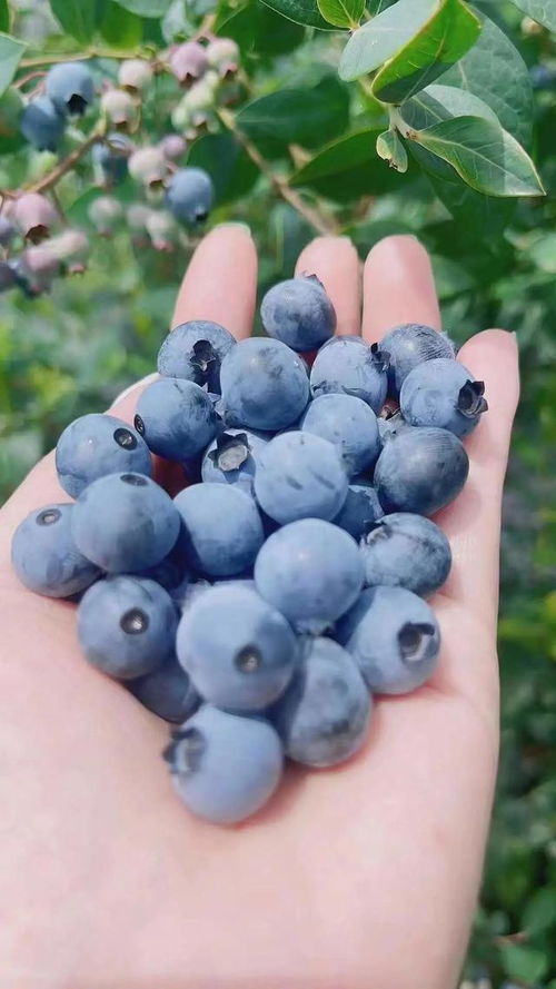 蓝莓熟得刚刚好，采摘走起！