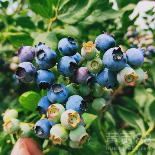 伯克利蓝莓苗剪修管理指南