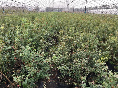 内蒙古半高丛蓝莓苗 优质品种与经销商选择指南