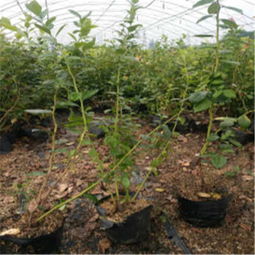 莱格西蓝莓苗种植指南 适宜区域与栽培建议